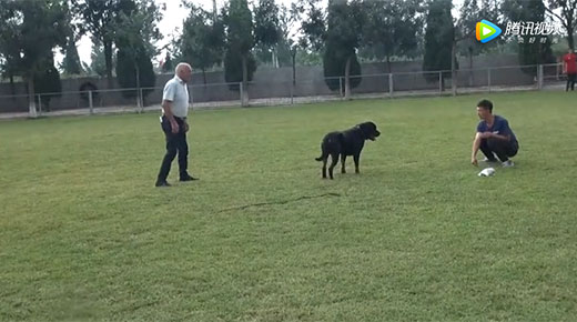 罗威纳犬高级繁殖测试